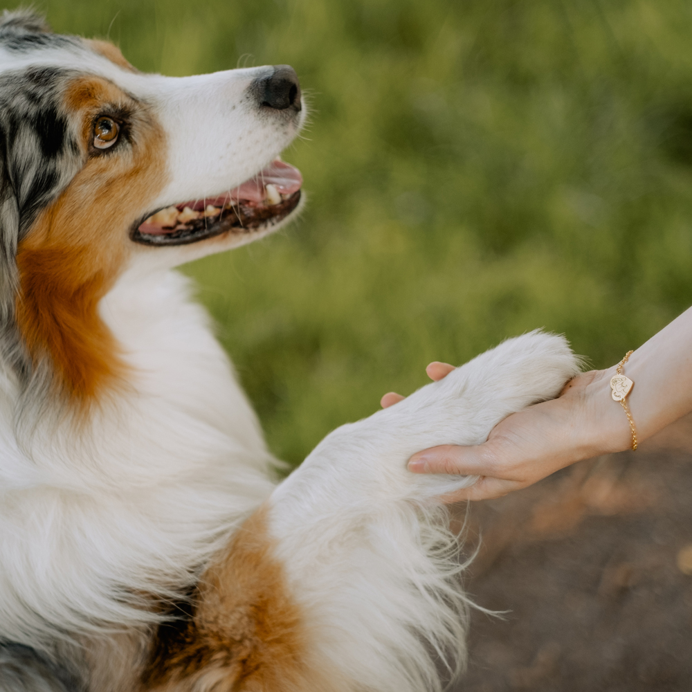 Goldenes Namensamband mit Hund Golden Retriever